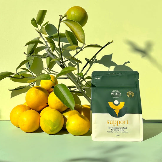 Bag of 'Support' plant food with lemons and a lemon tree on a green background