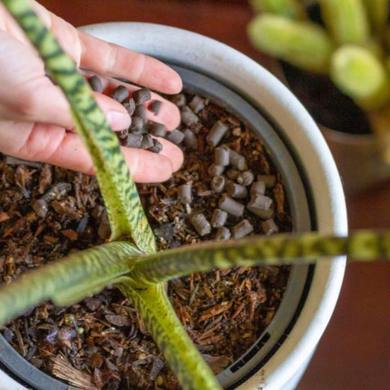 Person putting Support Organic Slow Release Plant Food in snake plant with a pot of soil they look like small stones.