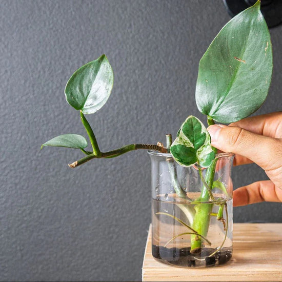 Person holding a green leafy branch in a glass of water with a gray background with Support Organic Slow Release Plant Food inside the glass of water.