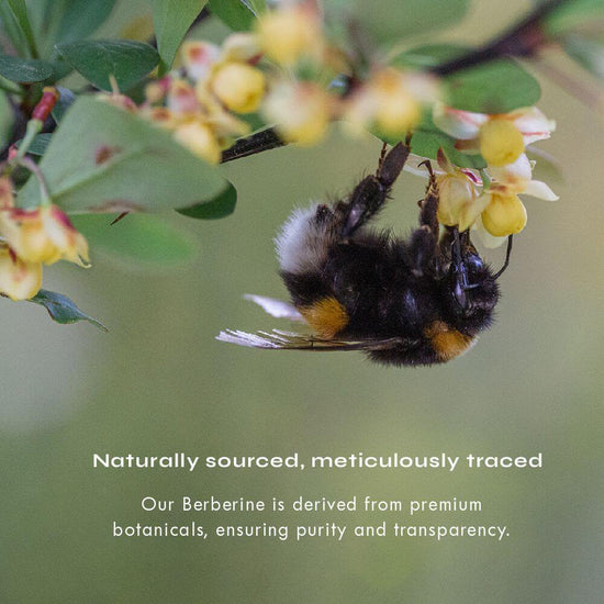 Bee on a flower with text about naturally sourced and meticulously traced our berberine is derived from premium botanicals, ensuring purity and transparency. 