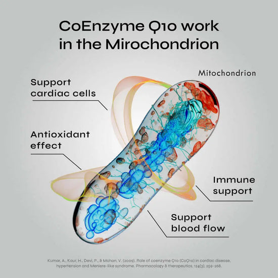 Diagram of CoEnzyme Q10 work in the mitochondrion with labeled benefits. Support cardiac cells. Antioxidant effect. Mitochondrion. Immune support. Support blood flow. 